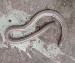 Amphisbaena darwinii