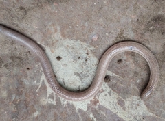 Amphisbaena darwinii