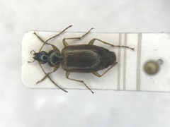 Agonum anchomenoides