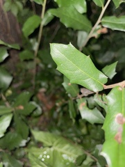 Quercus minima