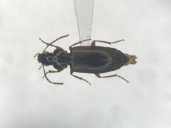 Bradycellus atrimedeus