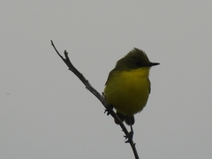 Pseudocolopteryx acutipennis