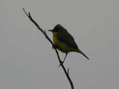 Pseudocolopteryx acutipennis