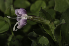Silene longicilia