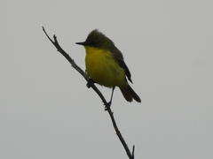 Pseudocolopteryx acutipennis