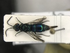 Chrysis ignita