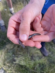 Hemiergis decresiensis