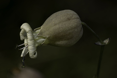 Silene vulgaris