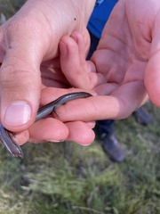 Hemiergis decresiensis