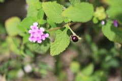 Lantana rugosa