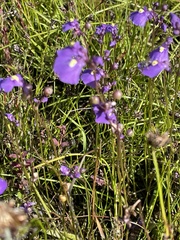 Utricularia dichotoma