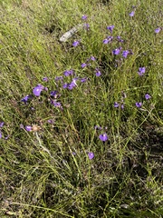 Utricularia dichotoma