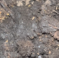 Odontomachus haematodus