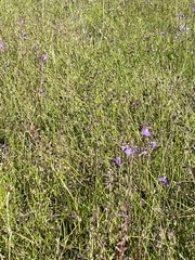 Utricularia dichotoma