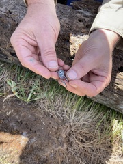 Pseudophryne bibronii