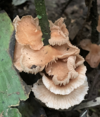 Collybia eucalyptorum
