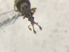 Tychobythinus bythinioides
