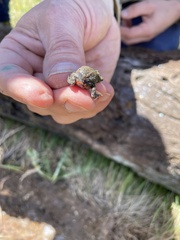 Pseudophryne bibronii