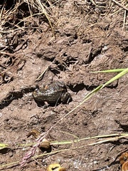 Pseudophryne bibronii