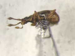 Tychobythinus bythinioides