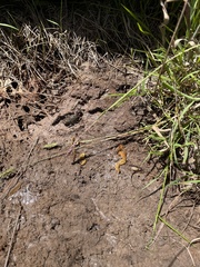 Pseudophryne bibronii