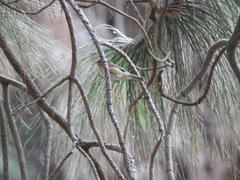 Phylloscopus canariensis