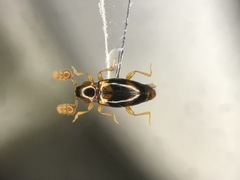 Phymaphora pulchella
