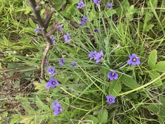 Sisyrinchium montanum