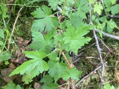 Ribes lacustre