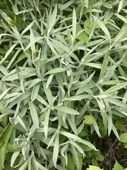 Anaphalis margaritacea