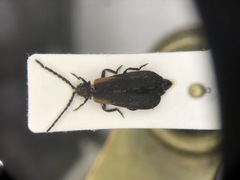 Greenarus thoracicus