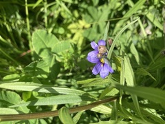 Sisyrinchium montanum