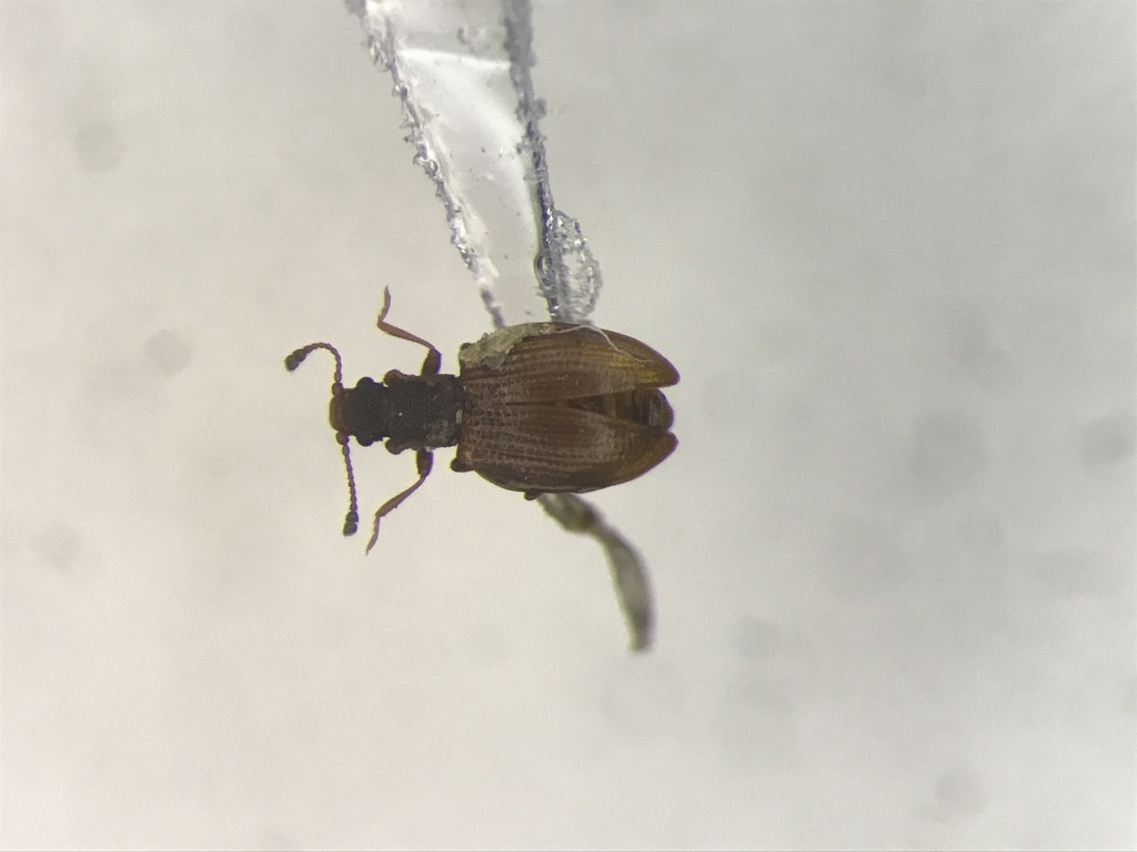 Stephostethus breviclavis