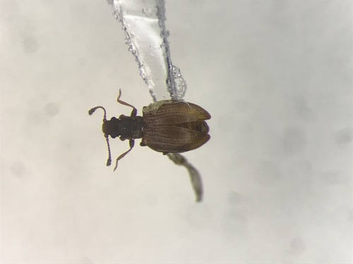 Stephostethus breviclavis