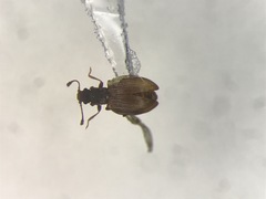 Stephostethus breviclavis