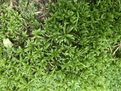 Climacium dendroides