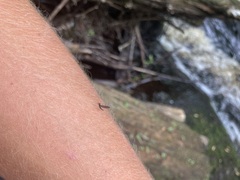 Leptophlebia