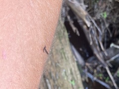 Leptophlebia
