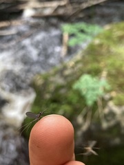 Leptophlebia