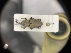Sphenophorus callosus