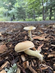 Amanita wellsii