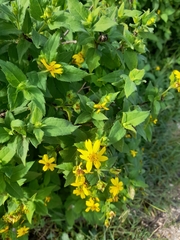 Wedelia calycina