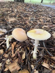 Amanita wellsii