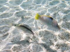 Halichoeres hortulanus