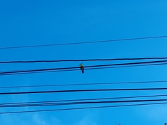 Tyrannus melancholicus