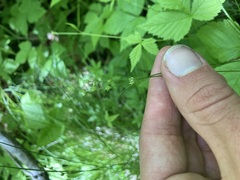 Carex rosea