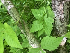Rubus pubescens