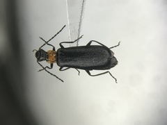 Dichelotarsus pattoni