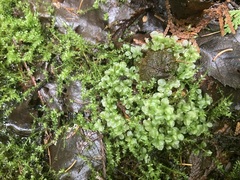 Rhizomnium punctatum