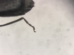 Dichelotarsus pattoni